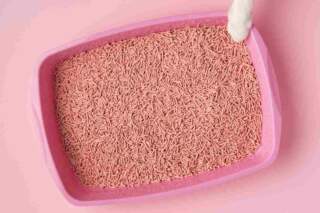 Buying Online Best Walmart Cat Litter