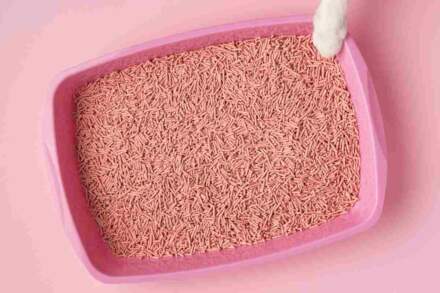 Buying Online Best Walmart Cat Litter