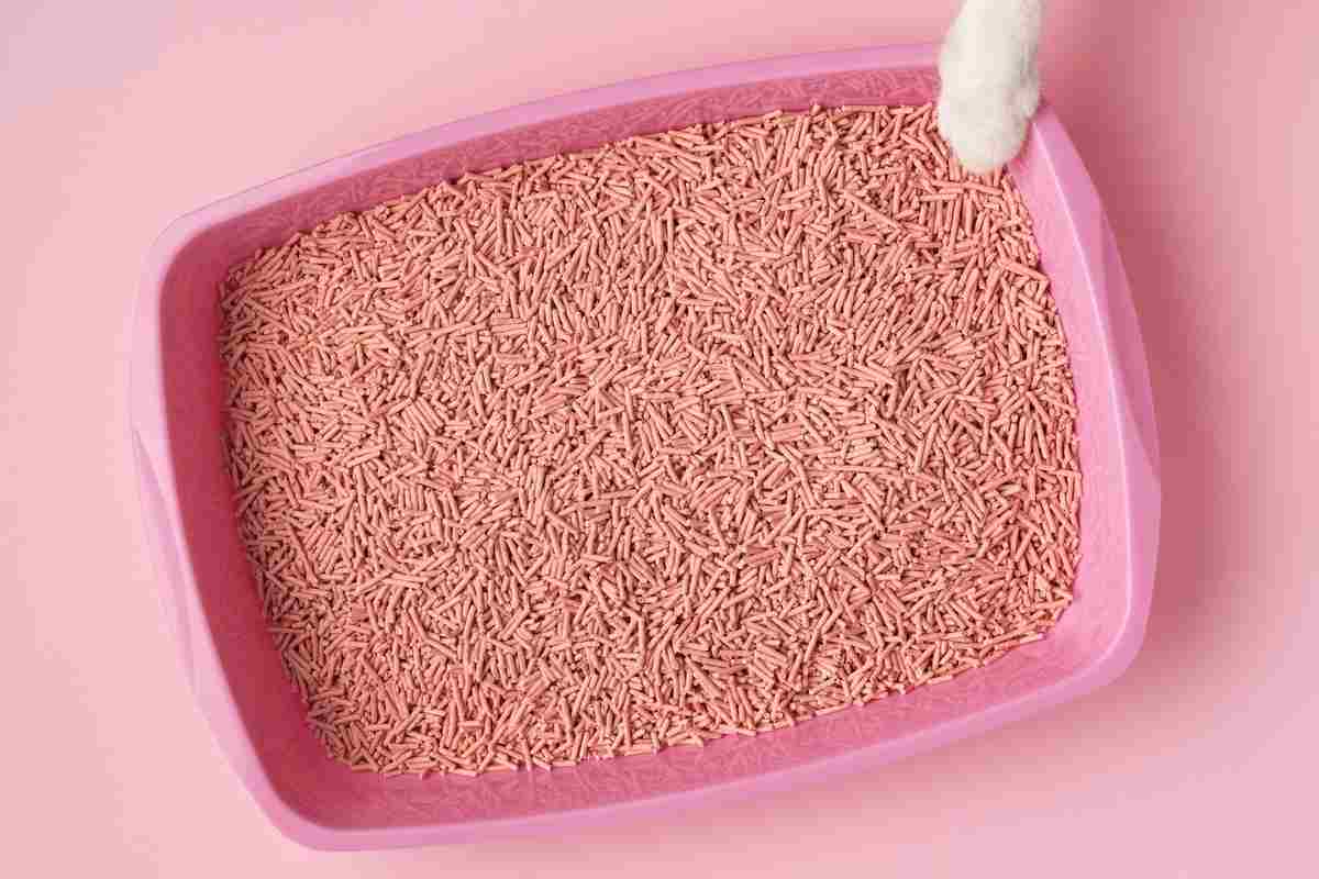 Buying Online Best Walmart Cat Litter
